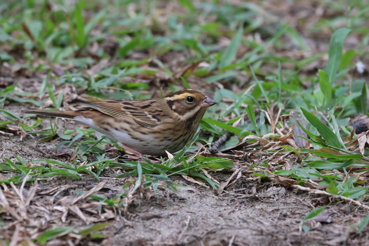 Сондуу хөмрөг - ML645979557