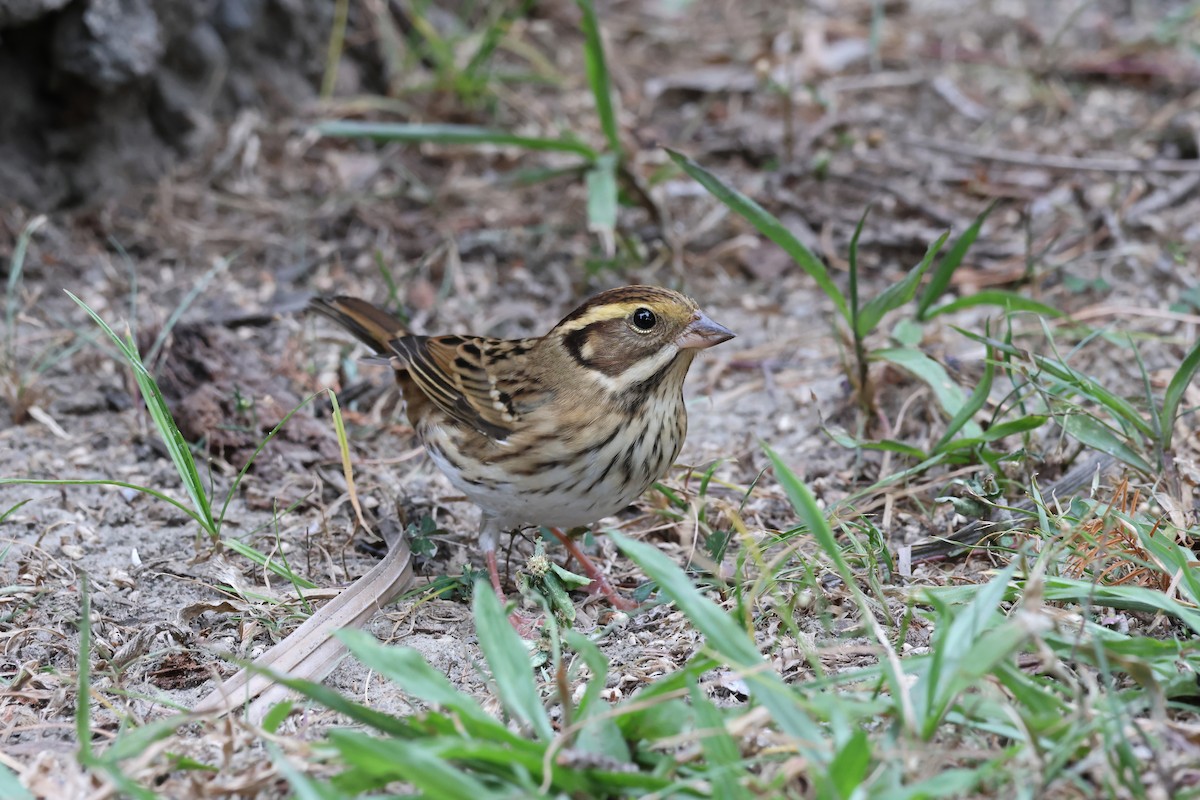 Сондуу хөмрөг - ML645979560