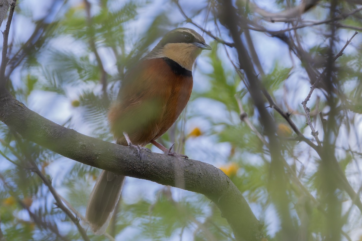Zeytin Tepeli Hilalgerdan - ML645979564