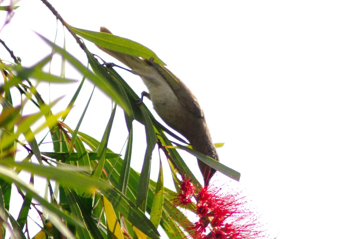 Brown Honeyeater - ML645979569