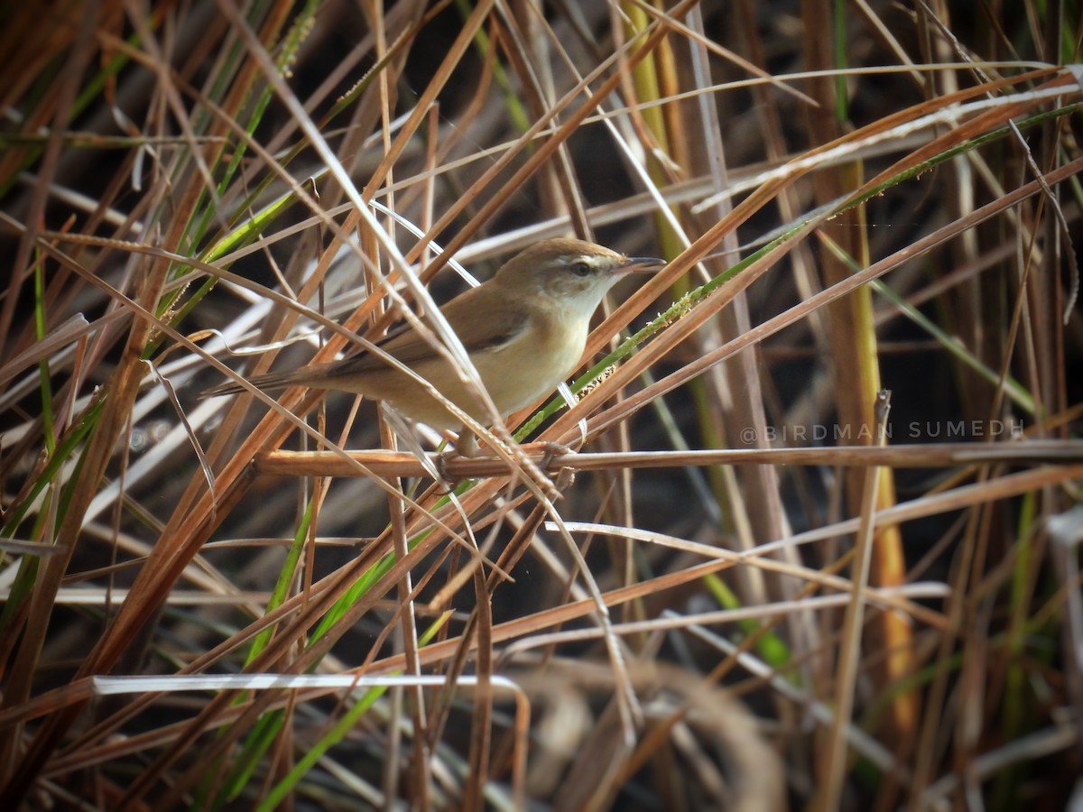 Paddyfield Warbler - ML645979578