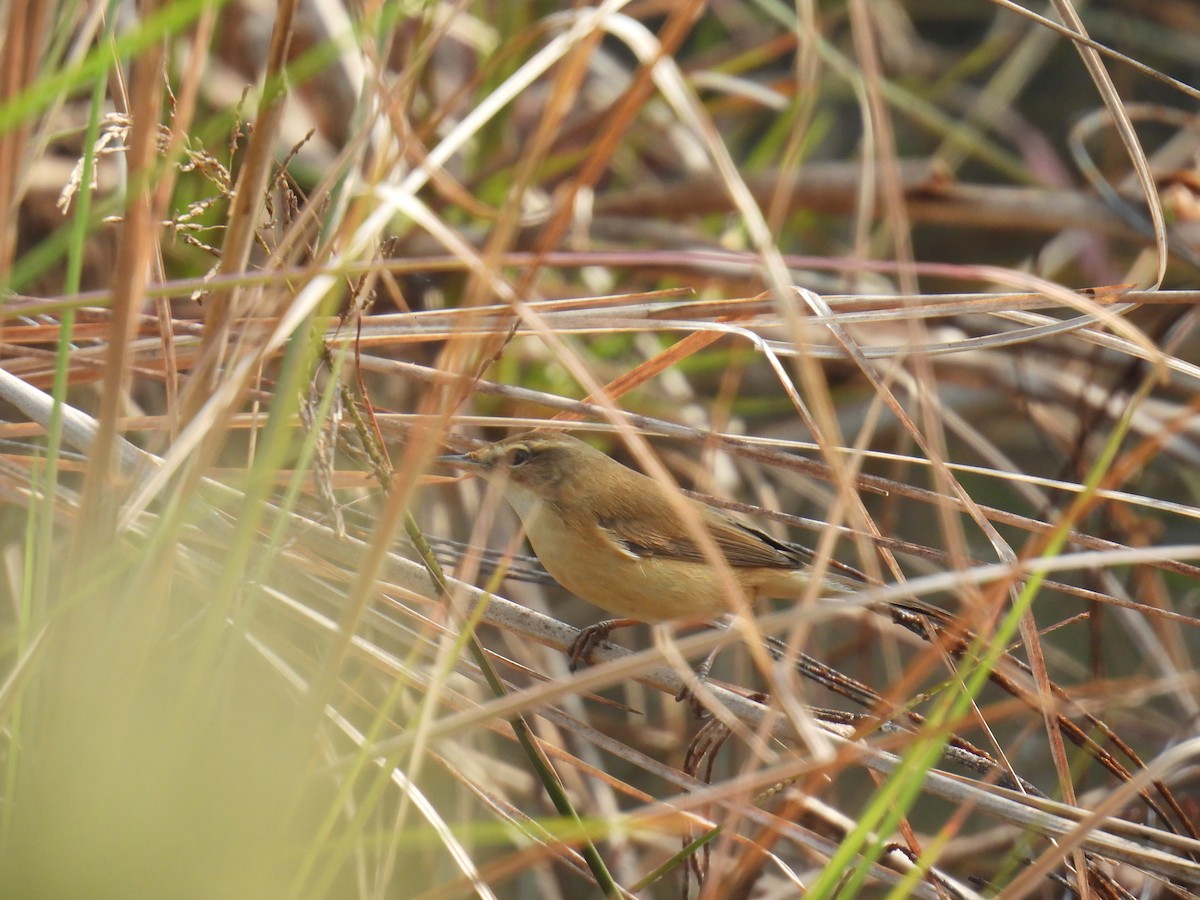 Paddyfield Warbler - ML645979584