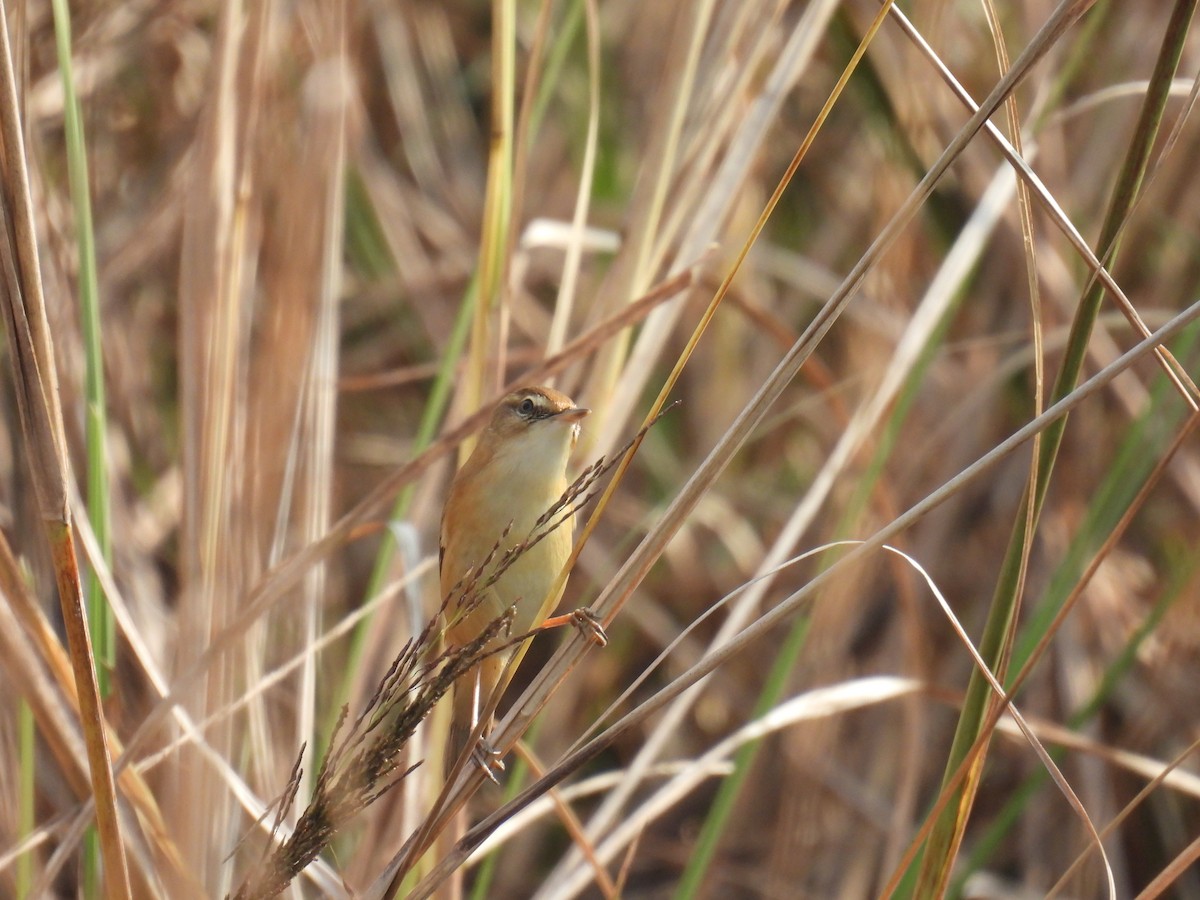 Paddyfield Warbler - ML645979585