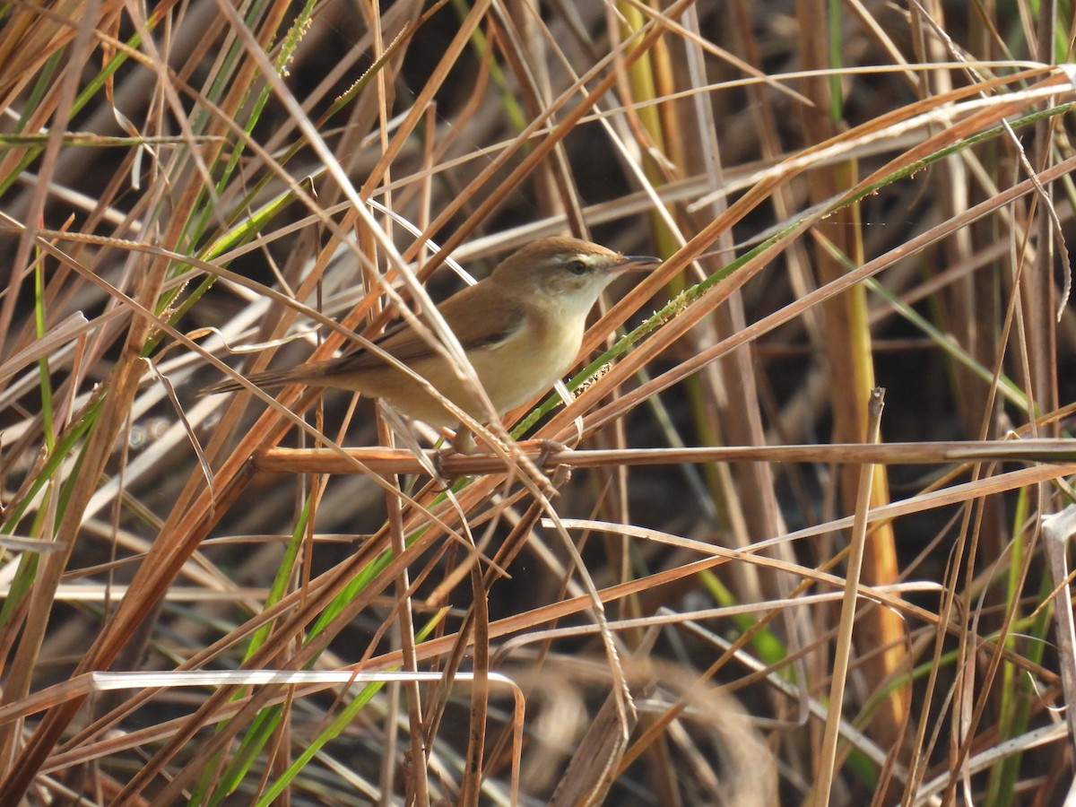 Paddyfield Warbler - ML645979586