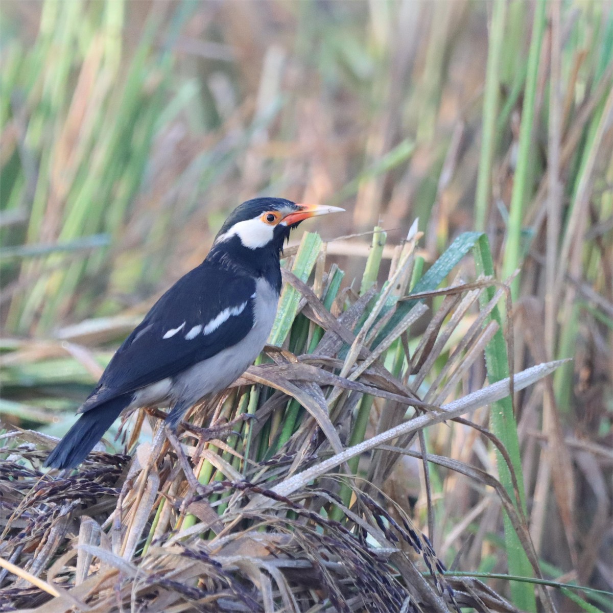 Indian Pied Starling - ML645979596