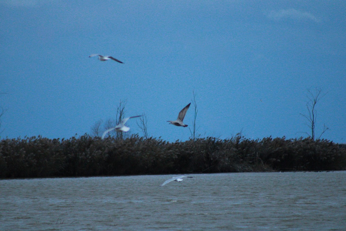 American Herring Gull - ML645979599