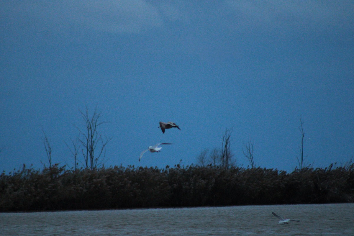 American Herring Gull - ML645979600