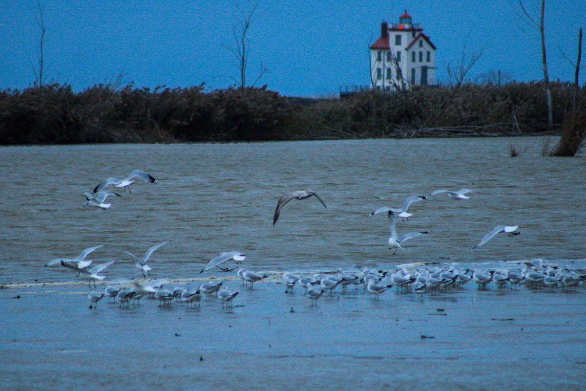 American Herring Gull - ML645979601