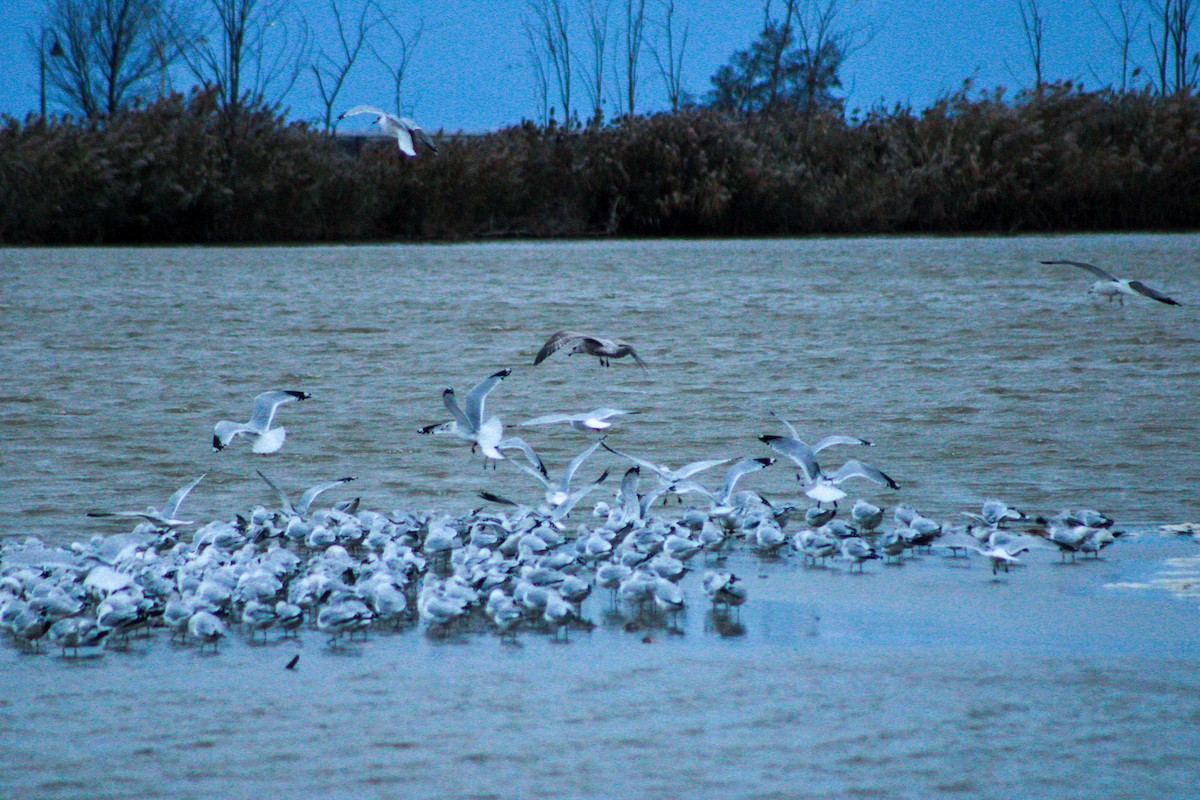 American Herring Gull - ML645979602