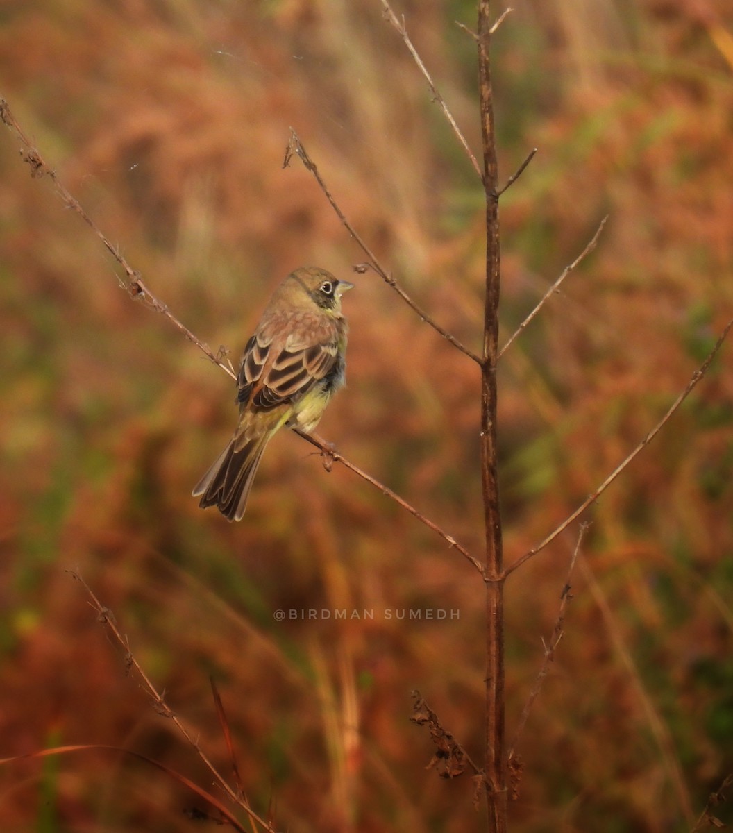 Black-headed Bunting - ML645979604