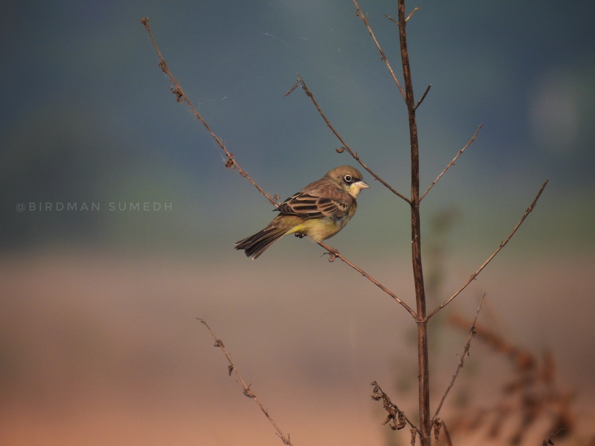 Black-headed Bunting - ML645979605