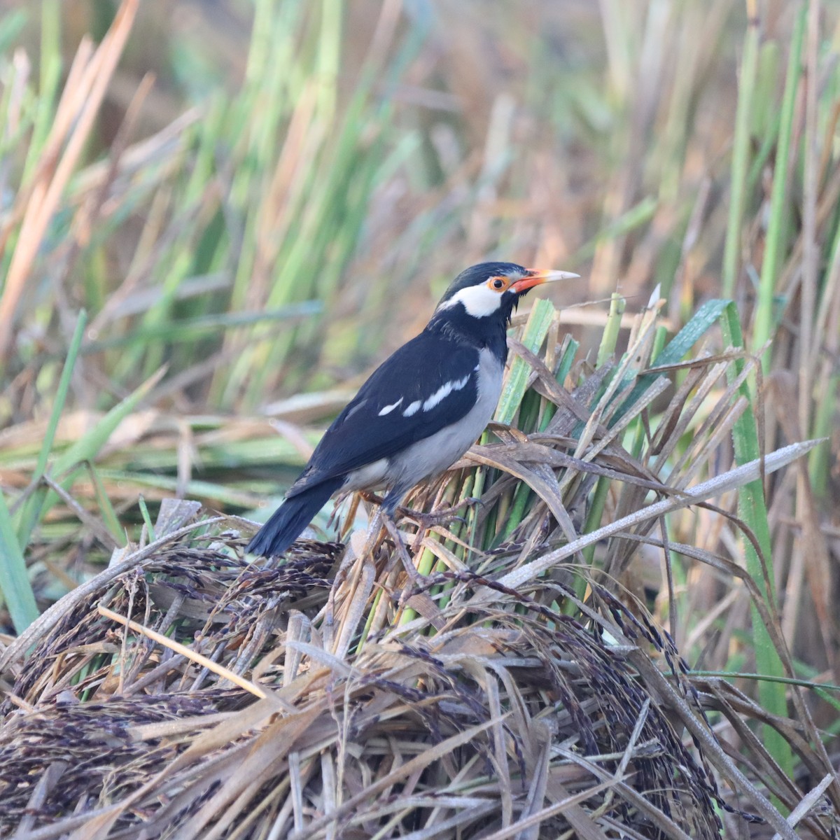 Indian Pied Starling - ML645979606