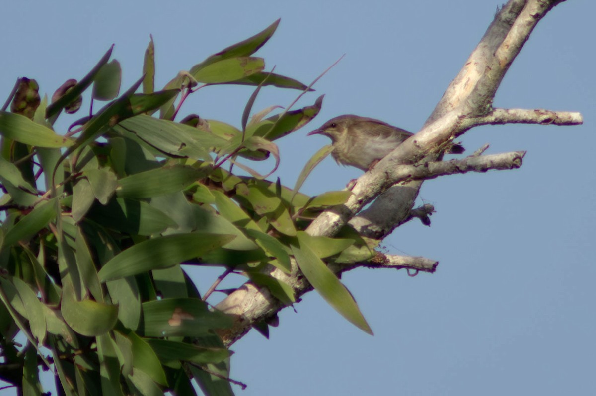 medosavka hnědohřbetá - ML645979613