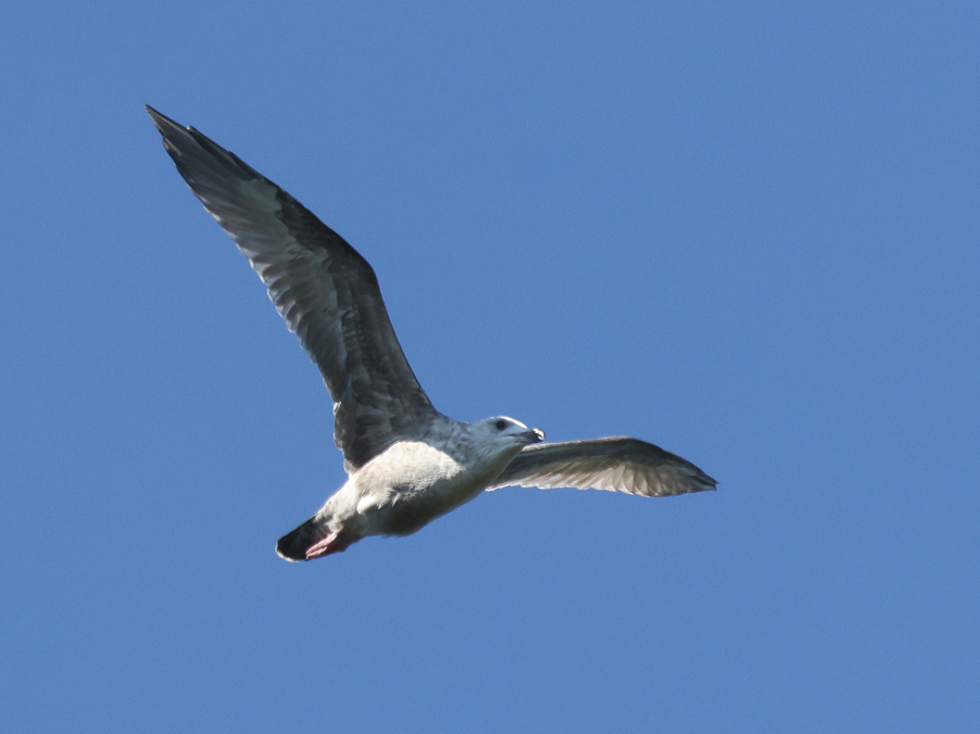 Американская чайка - ML645979614