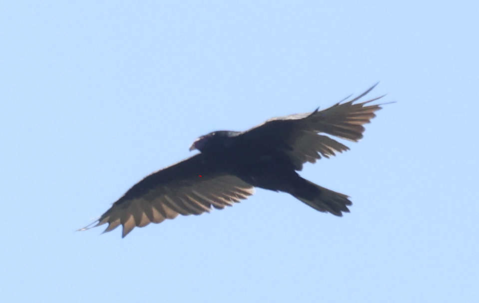 Катарта-индейка - ML645979615