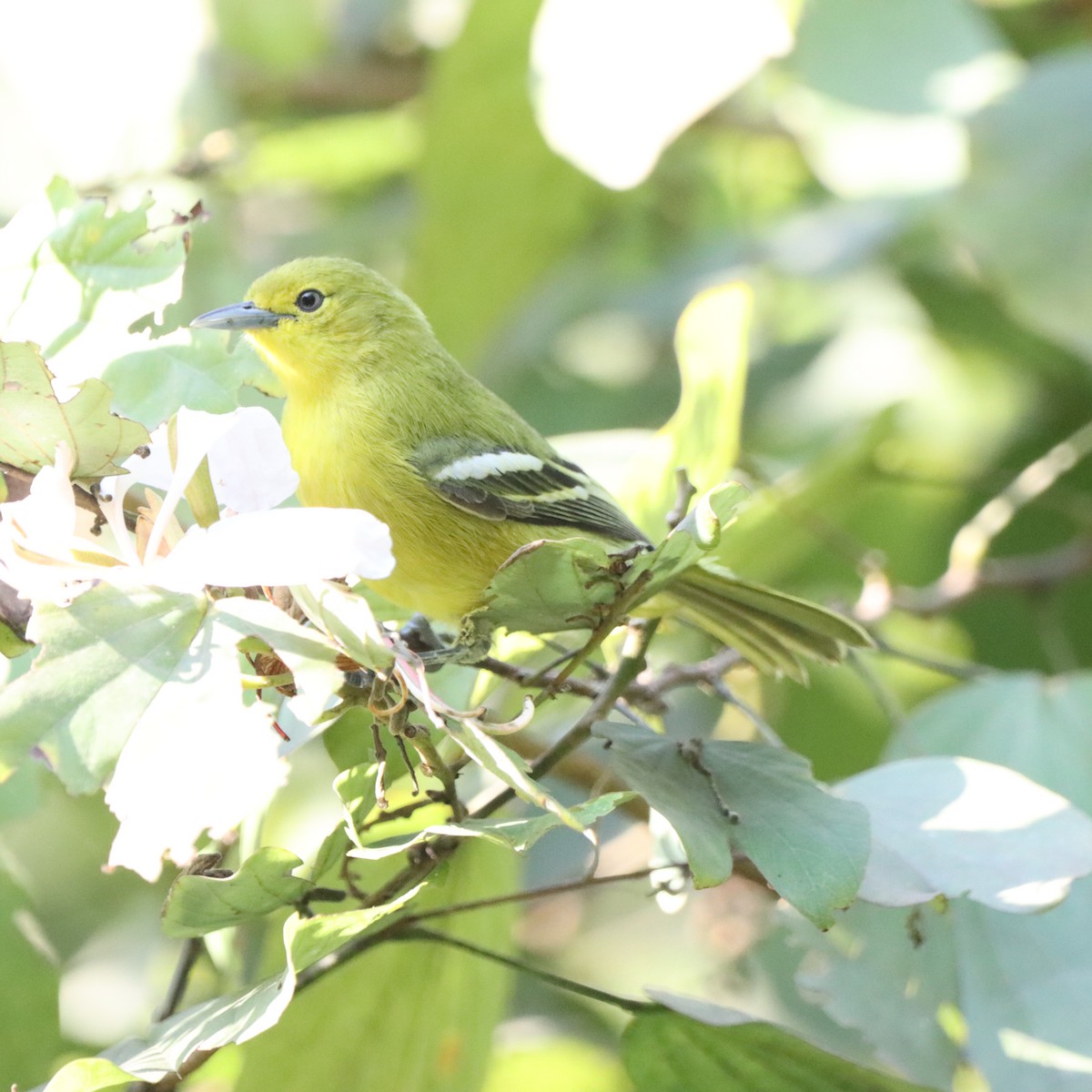 Пестрокрылая йора - ML645979618