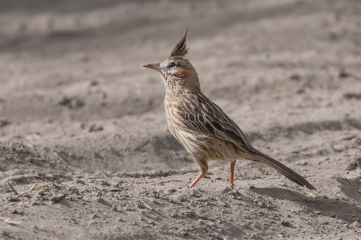 Жаворонковый анумби - ML645979621