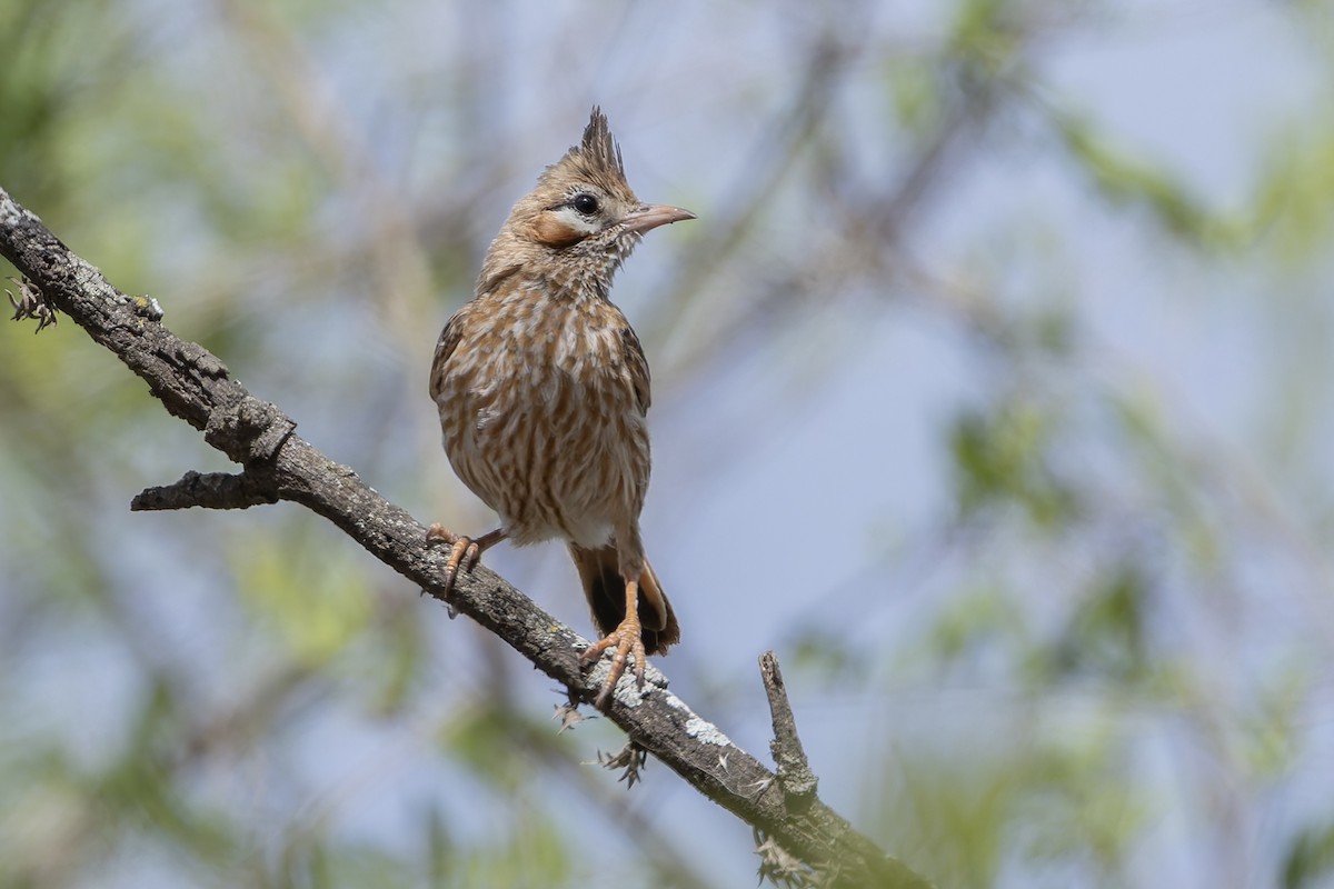 Жаворонковый анумби - ML645979622