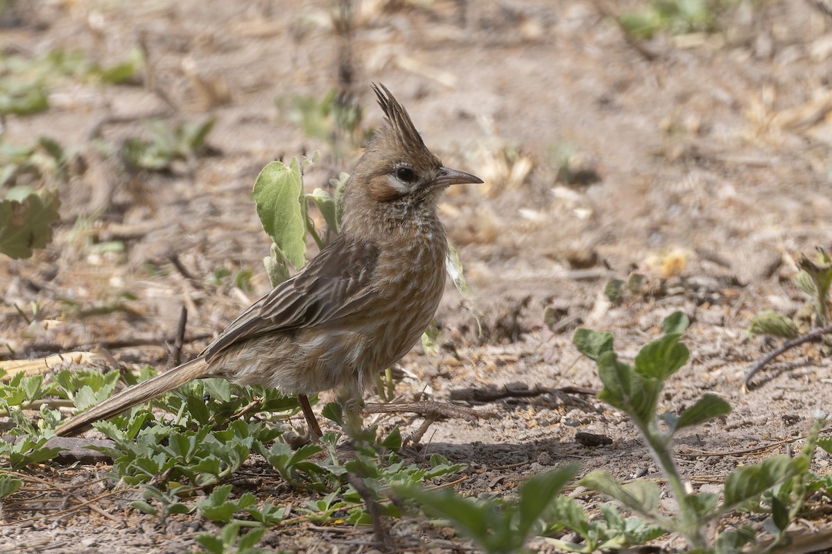 Жаворонковый анумби - ML645979623