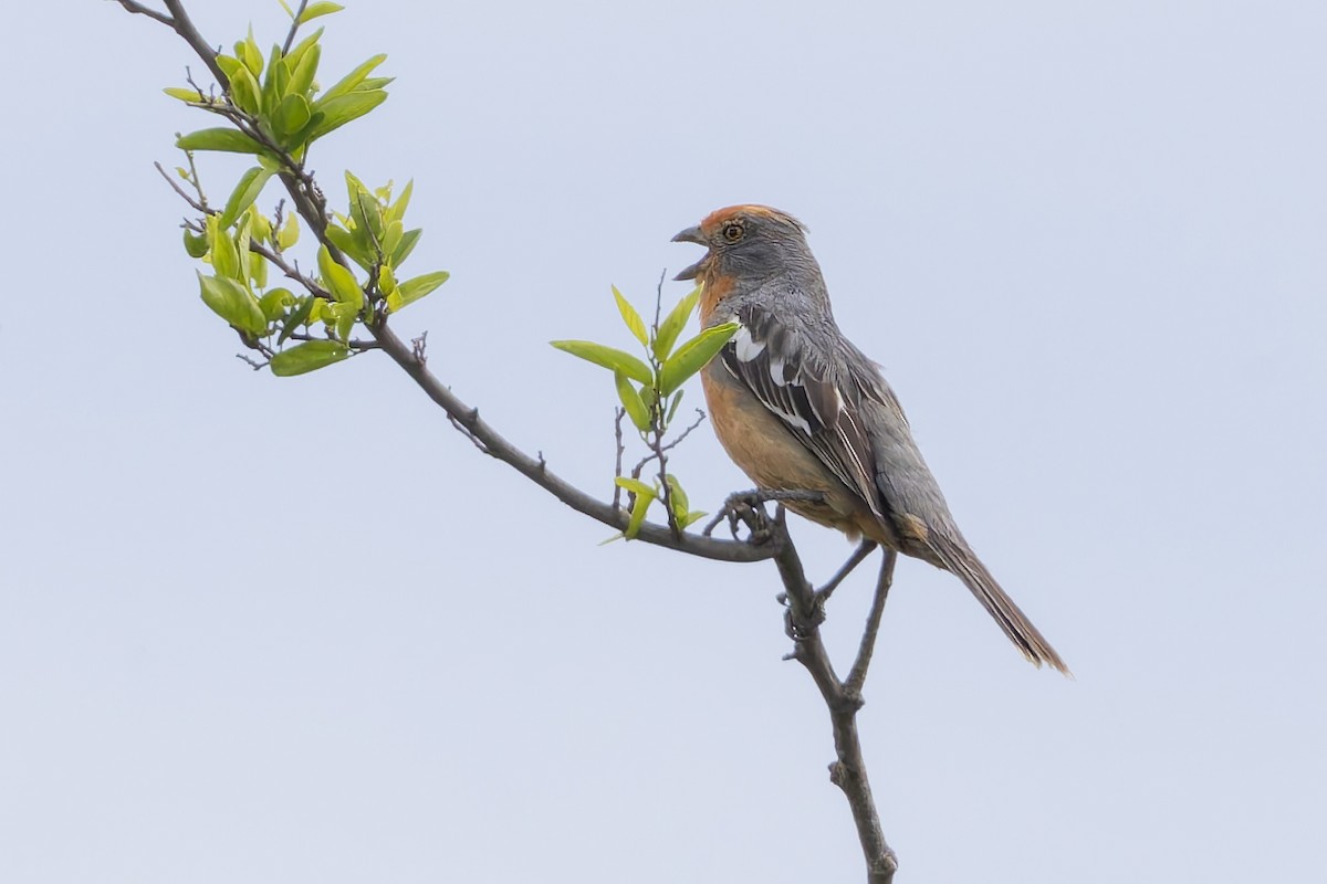 Красногрудый листорез - ML645979626