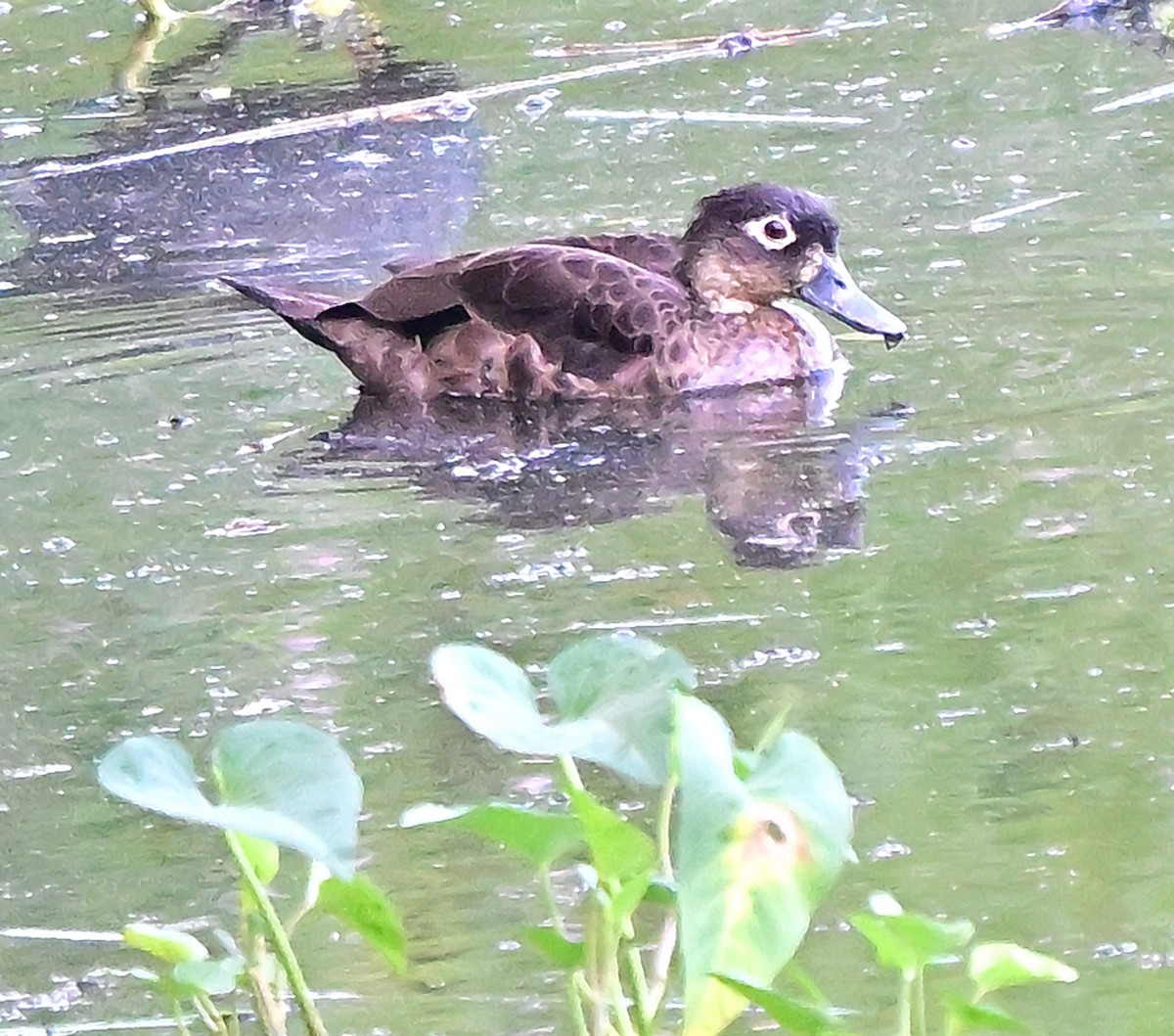 Адаманский чирок - ML645979627