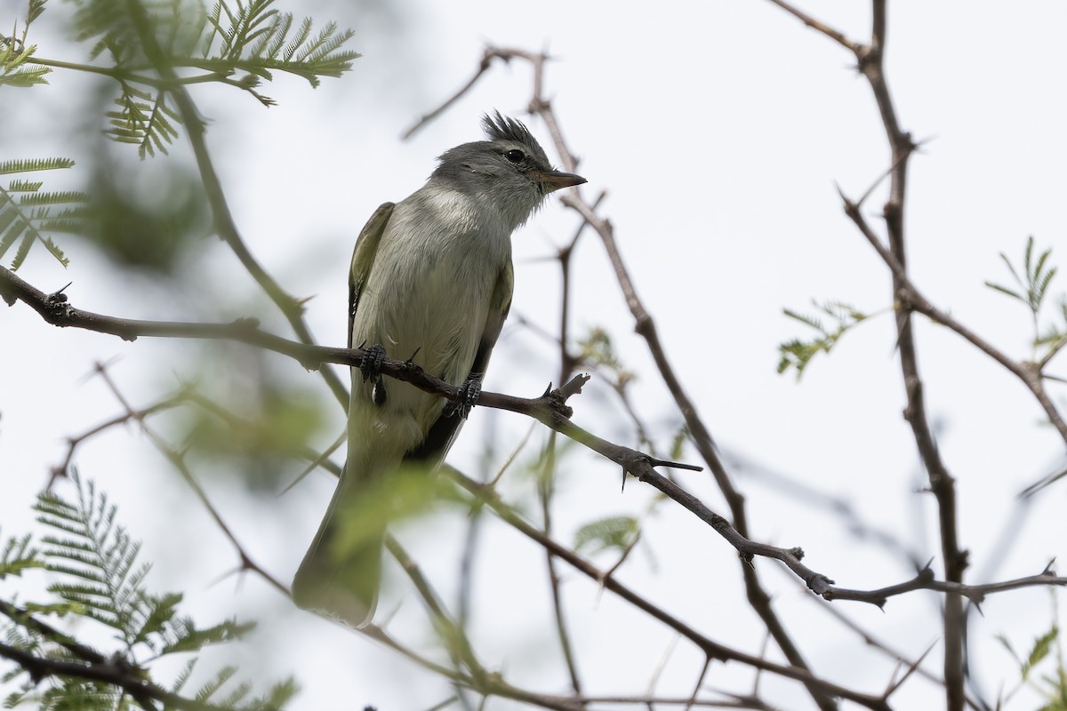 Южноамериканский москитолов - ML645979628