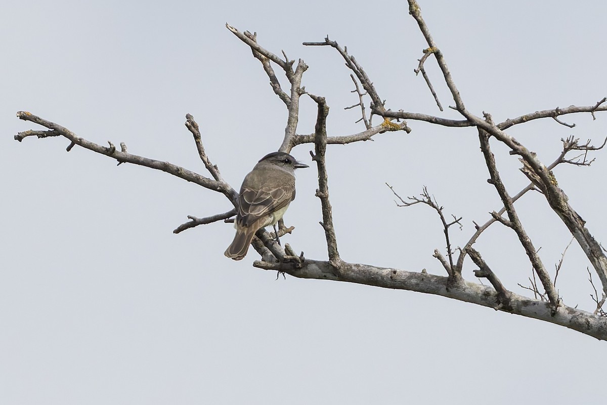 Аргентинский тиранн - ML645979629