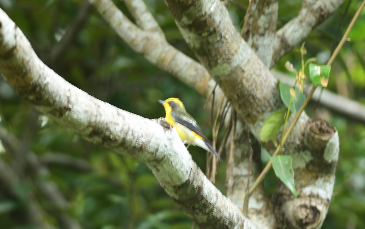 Ryukyu Flycatcher - ML645979630