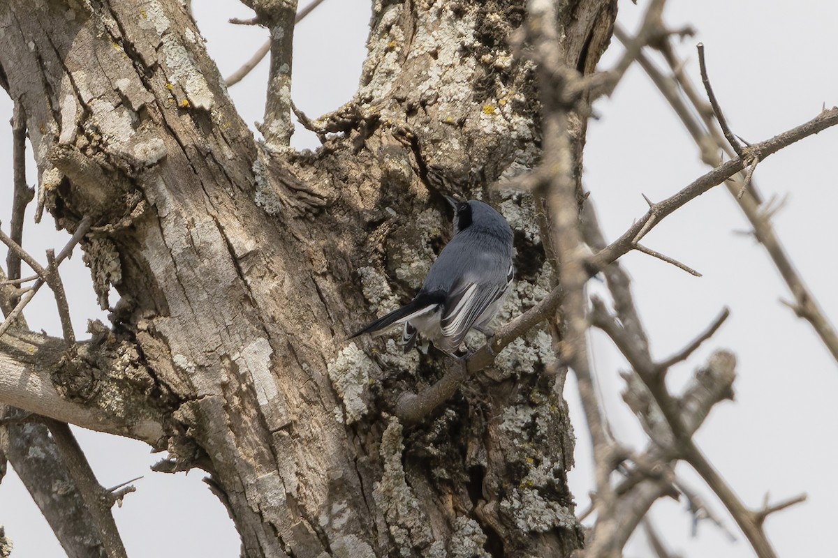 Масковая комароловка - ML645979633