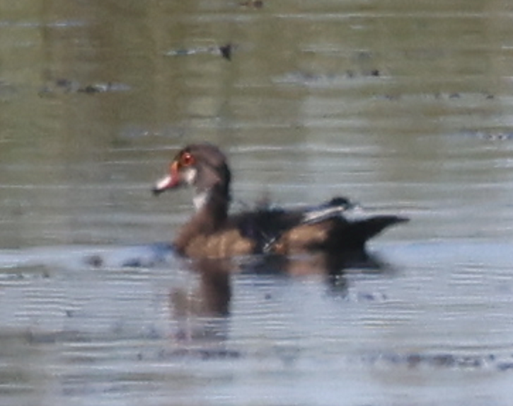 Каролинская утка - ML645979637