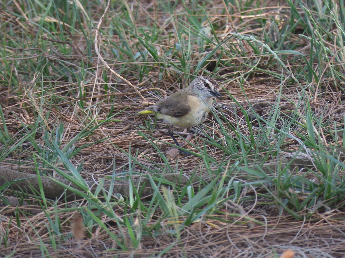 Желтопоясничная шипоклювка - ML645979638