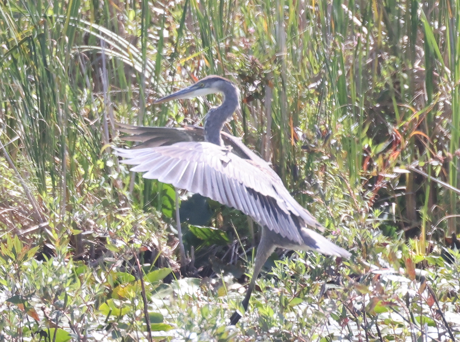 Большая голубая цапля - ML645979639