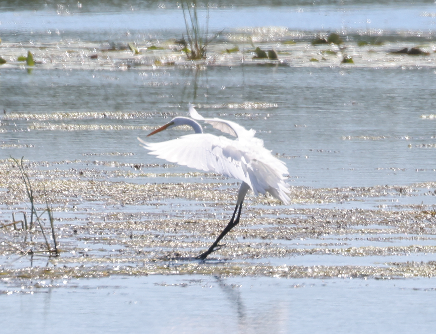 Большая белая цапля - ML645979640