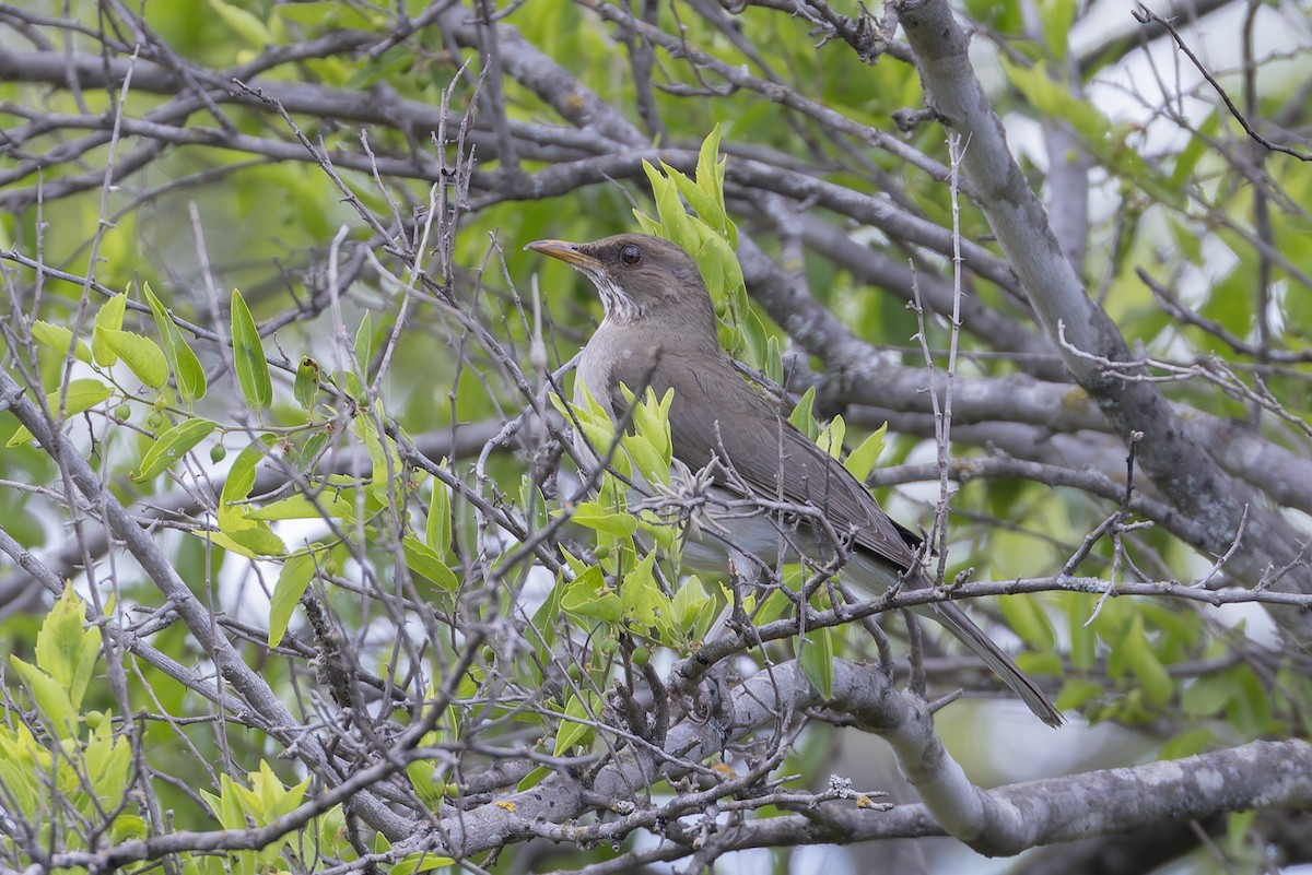 Кремовобрюхий дрозд - ML645979641