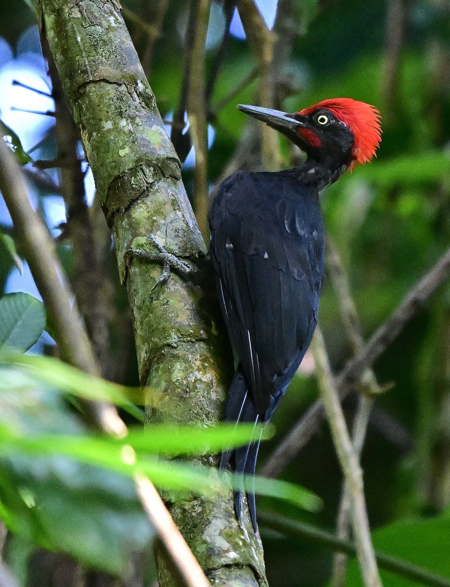 Андаманская желна - ML645979642