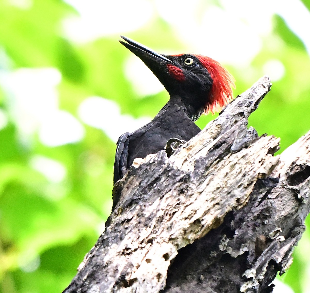 Андаманская желна - ML645979643