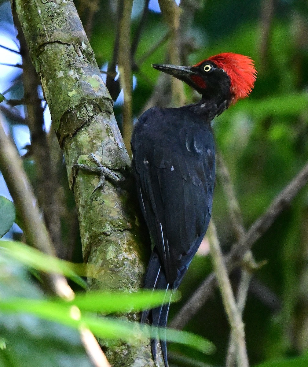 Андаманская желна - ML645979644