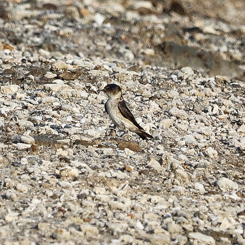 Австралийская ласточка - ML645979648