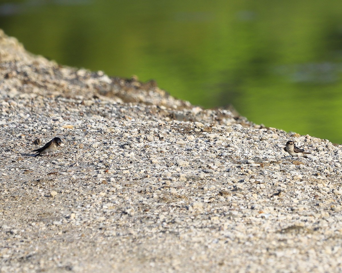 Австралийская ласточка - ML645979649