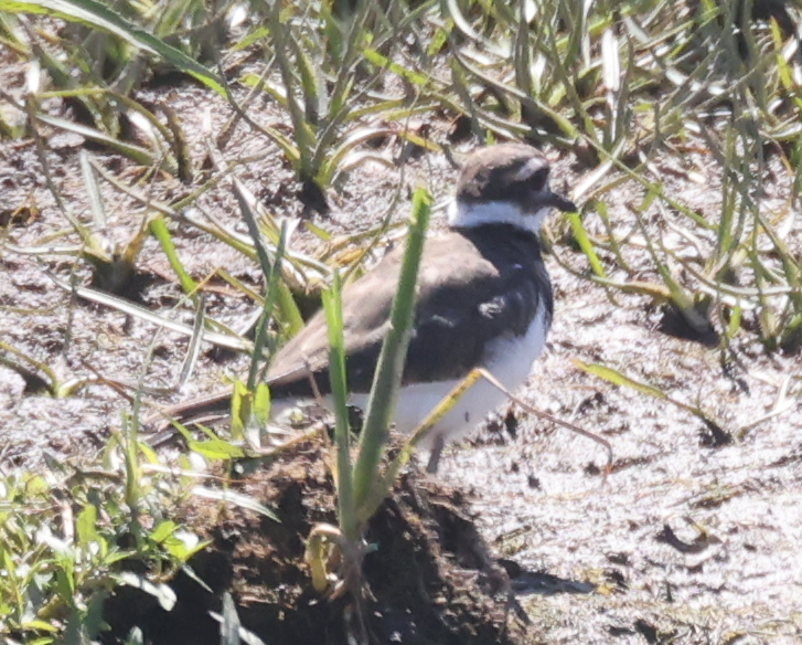 Крикливый зуёк - ML645979650