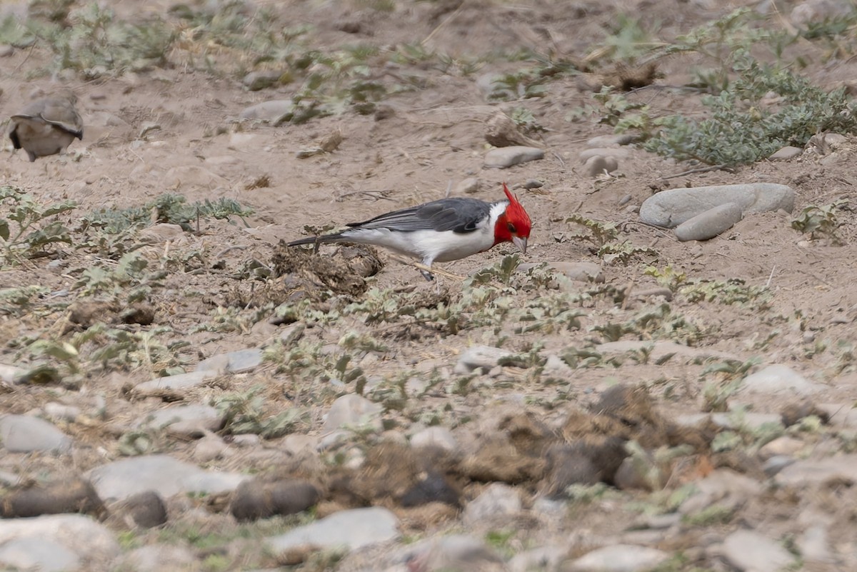 Краснохохлая танагра-кардинал - ML645979651