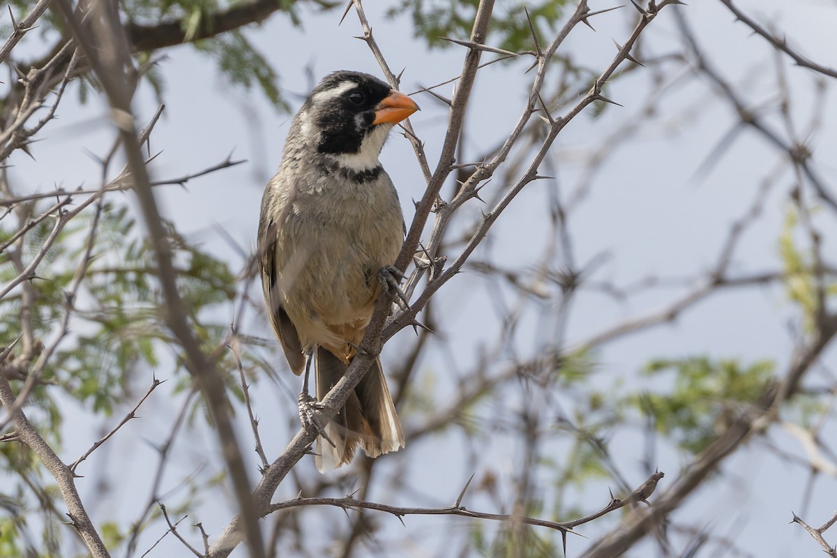 Золотоклювый сальтатор - ML645979654