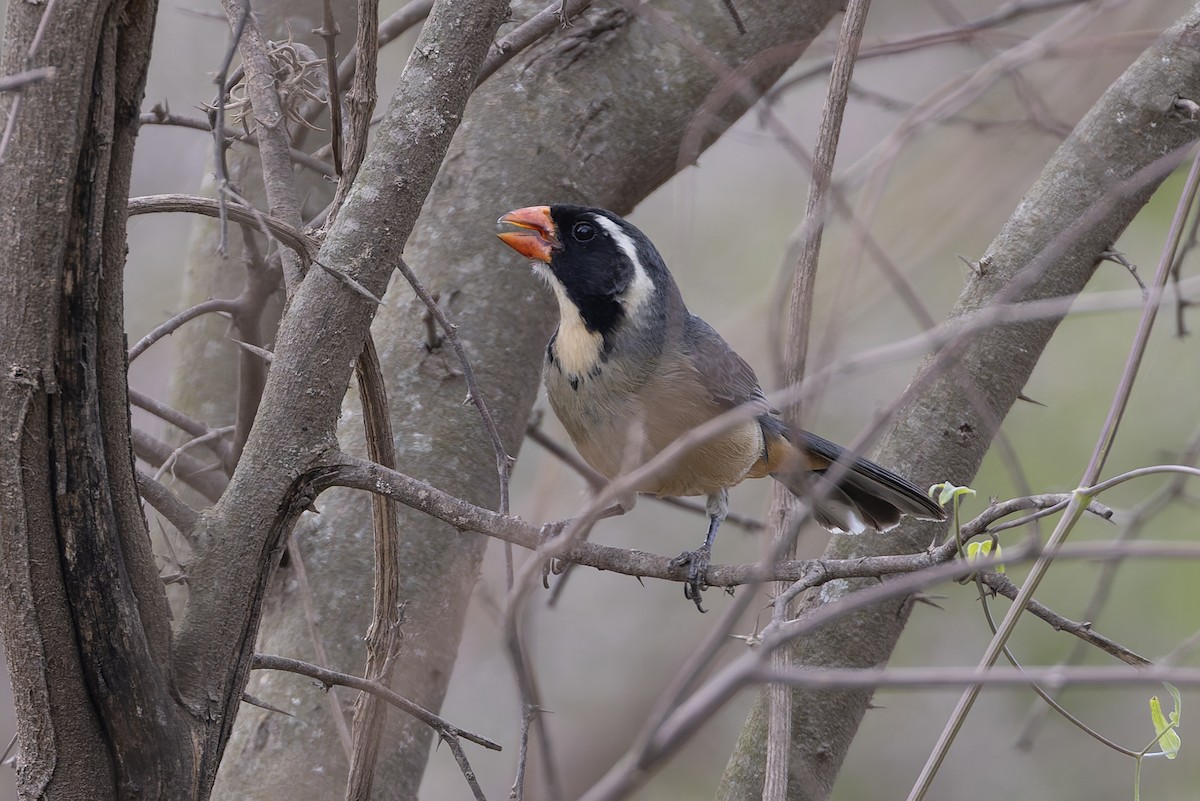 Золотоклювый сальтатор - ML645979655