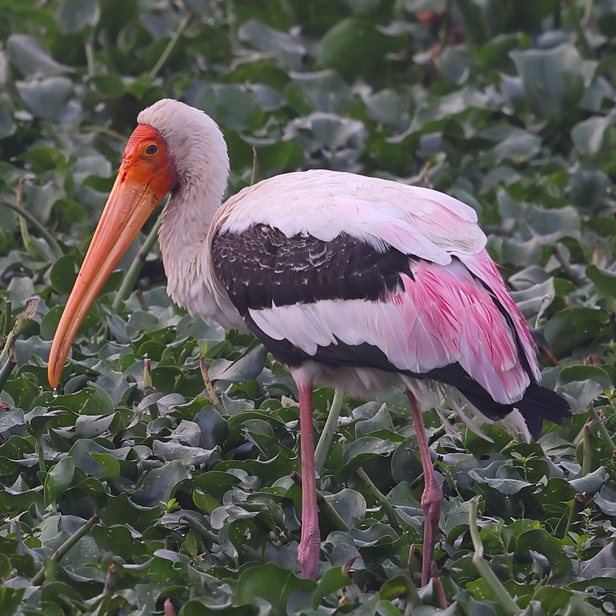 Расписной клювач - ML645979656