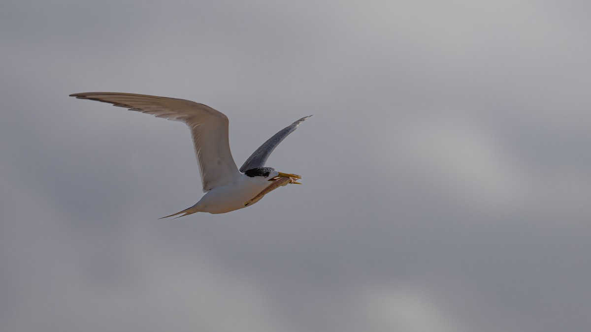 Great Crested Tern - ML645979664