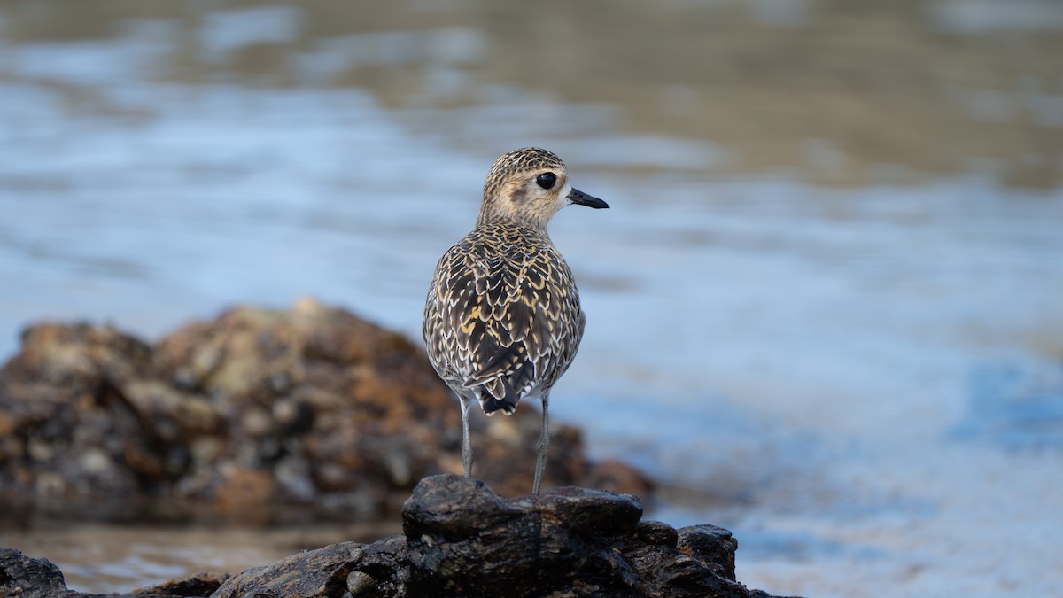 Pacific Golden-Plover - ML645979665