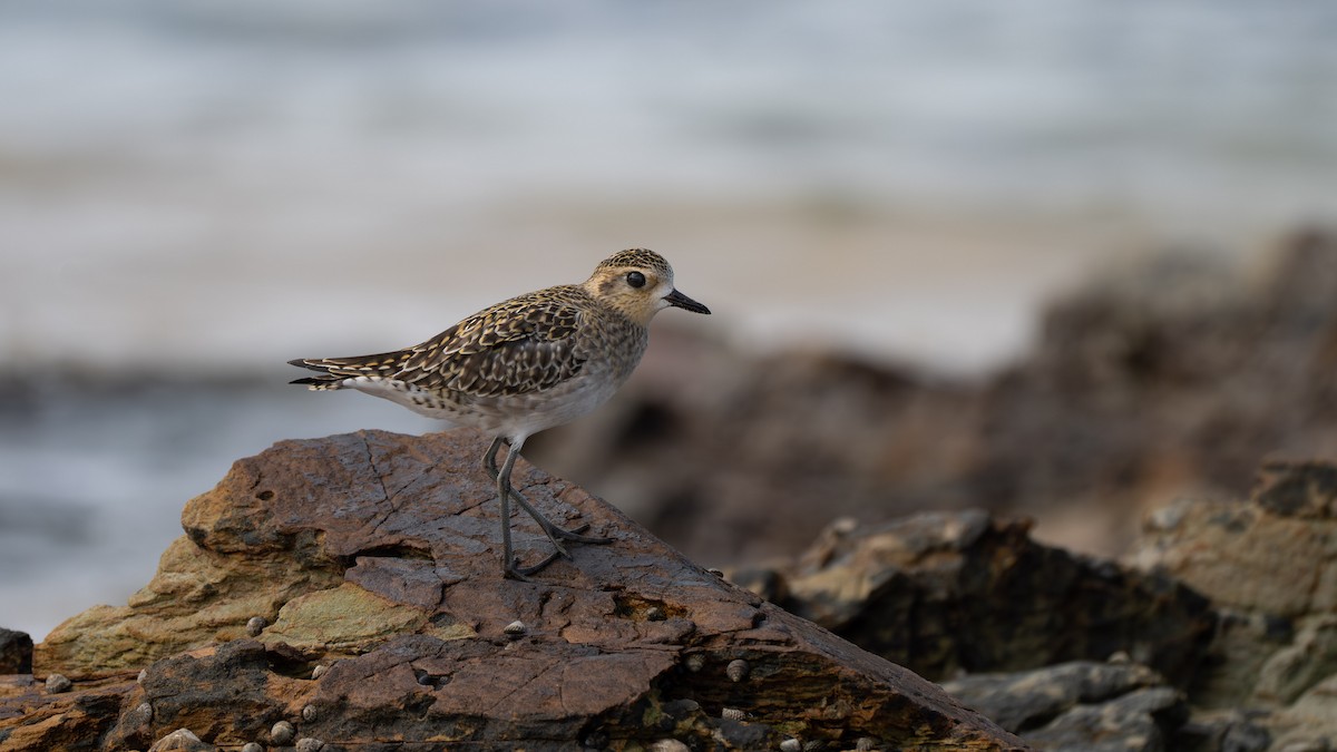 Pacific Golden-Plover - ML645979667
