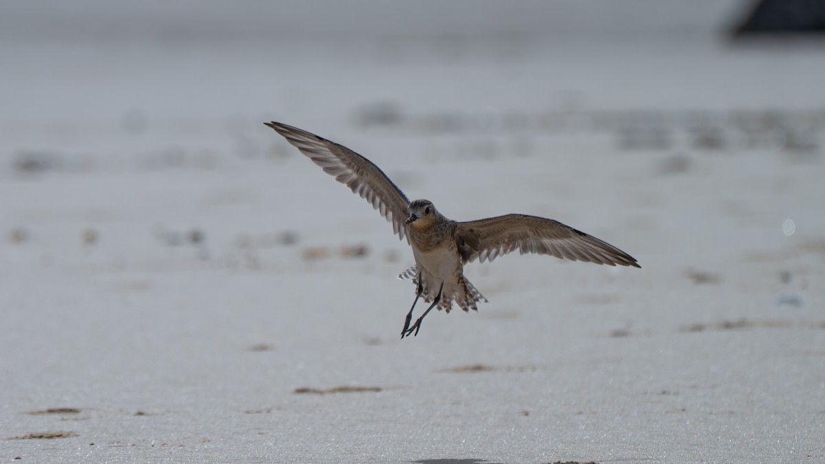 Pacific Golden-Plover - ML645979668