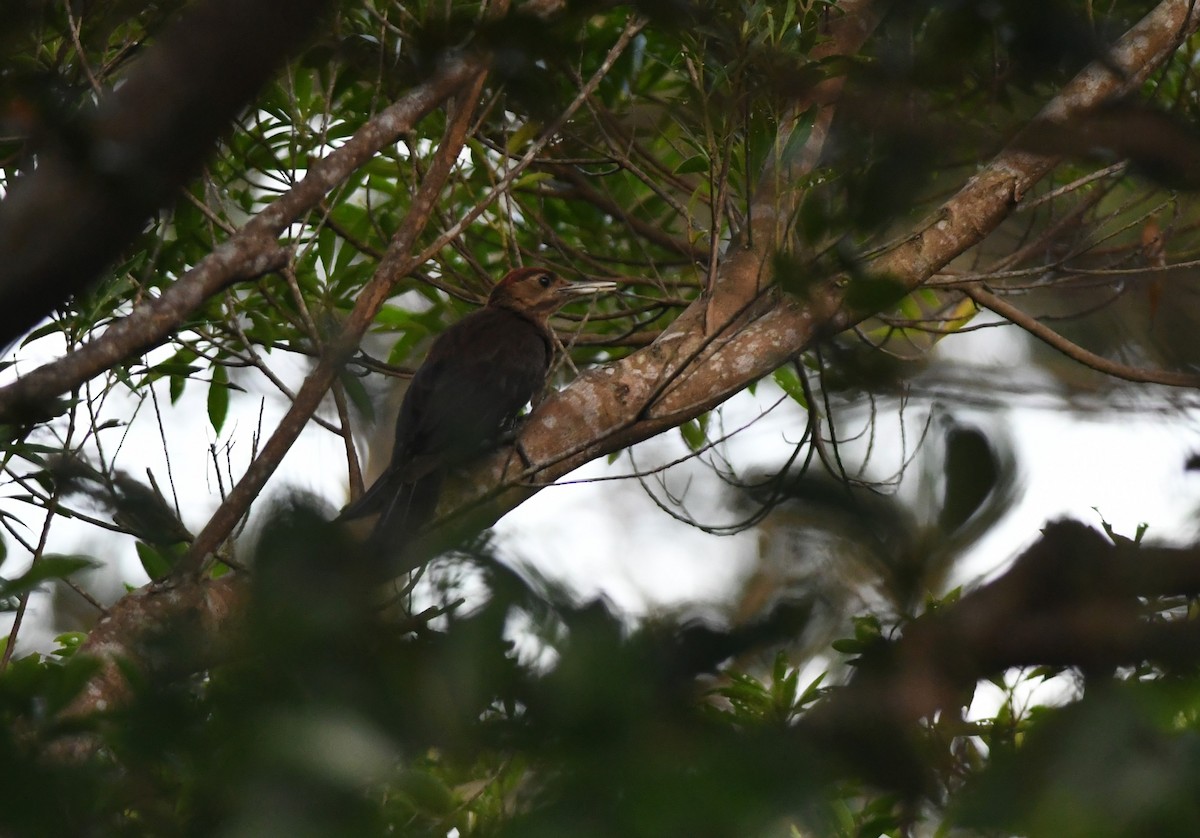 Okinawa Woodpecker - ML645979684