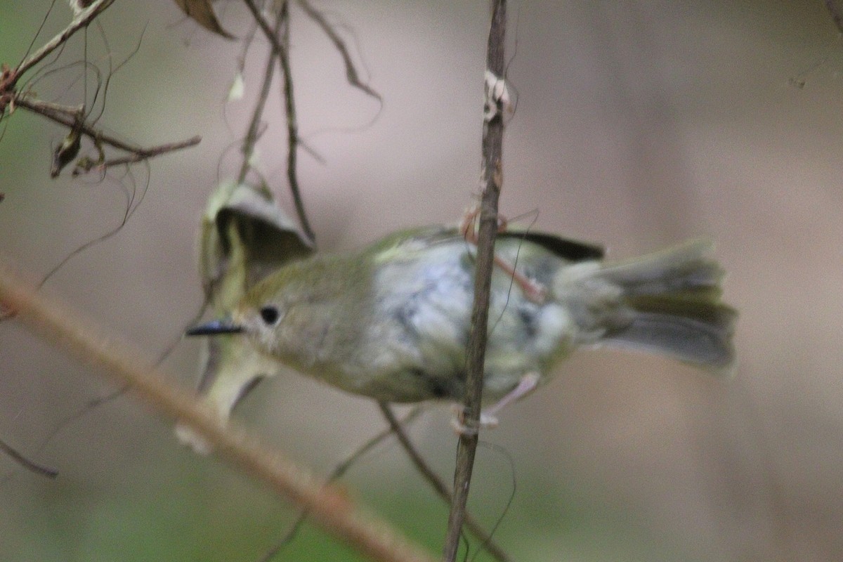 Large-billed Scrubwren - ML645979690